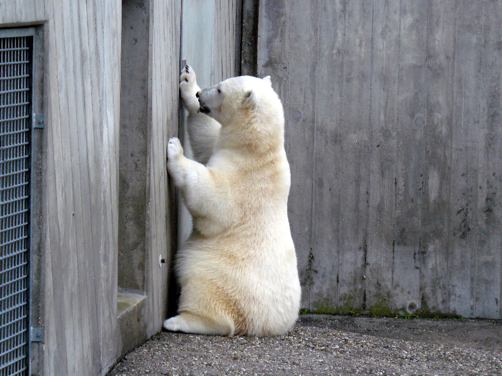 Wilbär im Zoo Stuttgart
