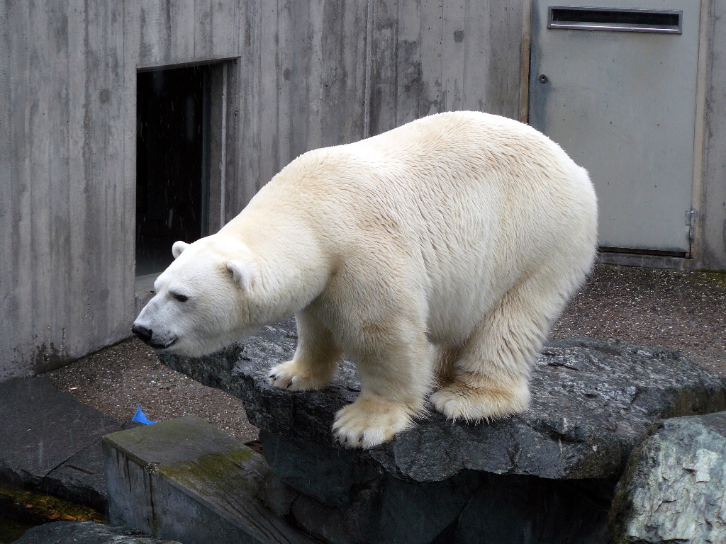 Anton im Zoo Stuttgart