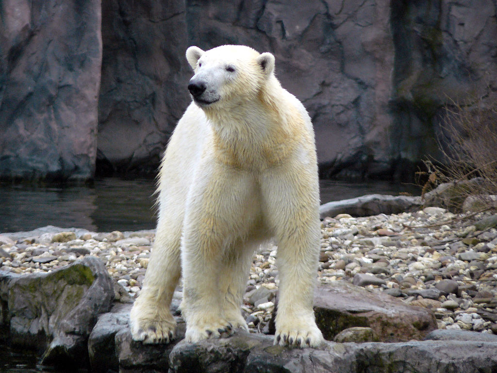 Eisbär Lara