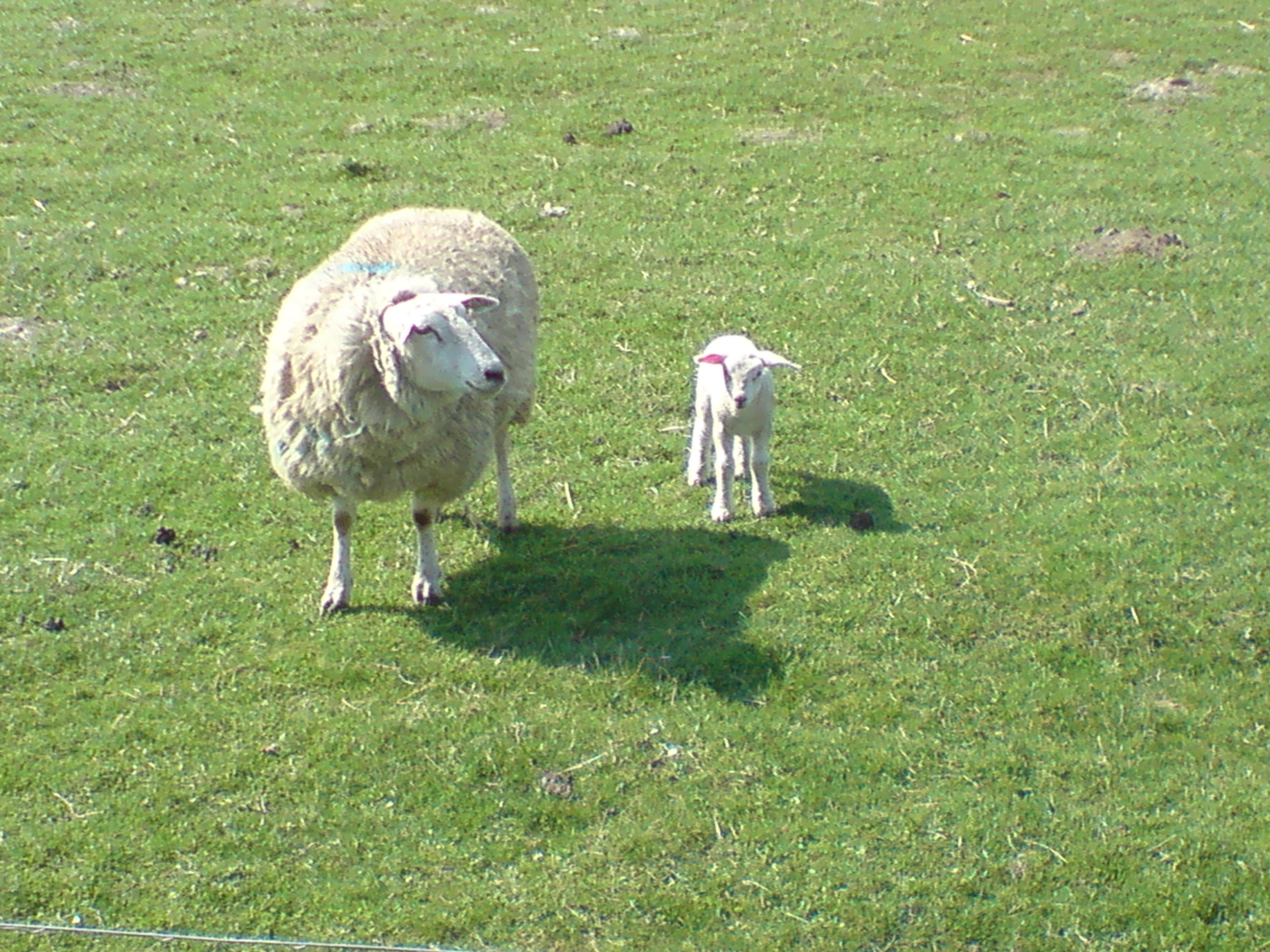 Familie Wollarsch :-)